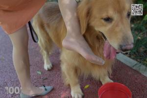 Echt "Lovely Pets at Home 1" [IESS Duizend-en-een-nacht] Mooie benen in kousen